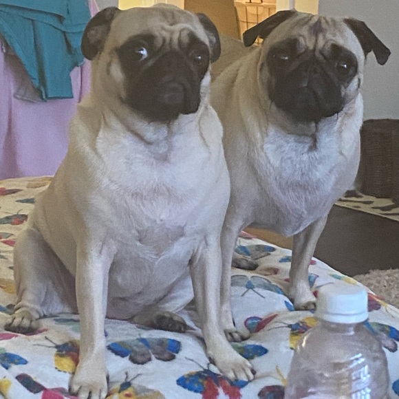 Meet your Posher, Melissa - Picture 2 of 6